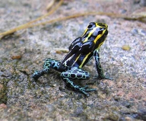 dendrobate